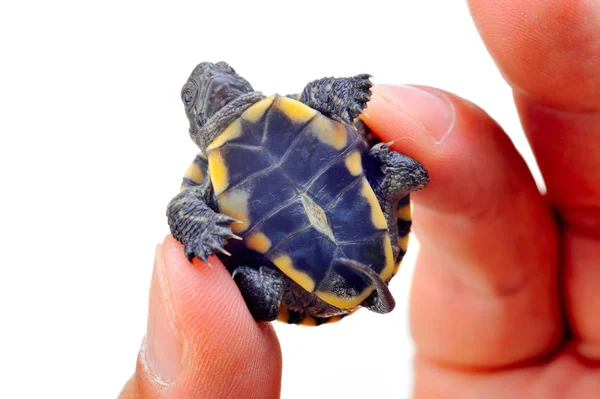 Kleine Schildpad Uit Hand Geïsoleerd Witte Achtergrond — Stockfoto