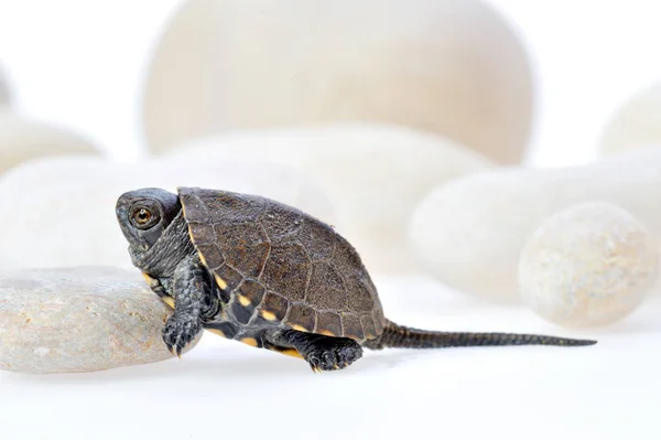 Kleine Schildpad Geïsoleerd Witte Achtergrond — Stockfoto