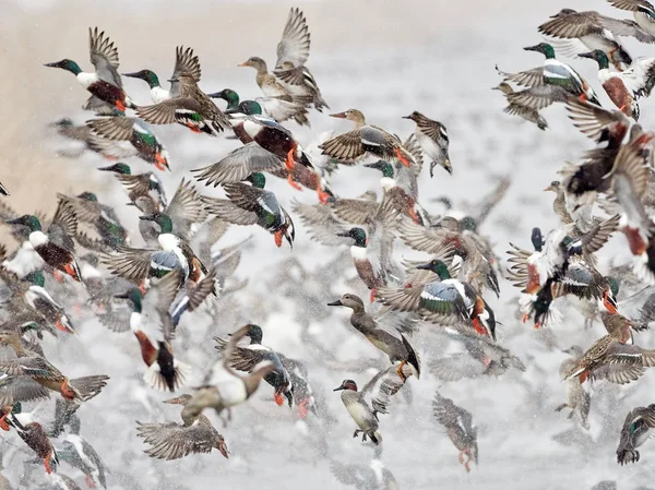 Flock of wild ducks flying over frozen river. Wildlife in winter season — Stock Image Flock Wild Ducks Flying Frozen River Wildlife Winter Season Stock Picture