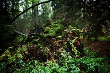 Yeşil taze yaz orman