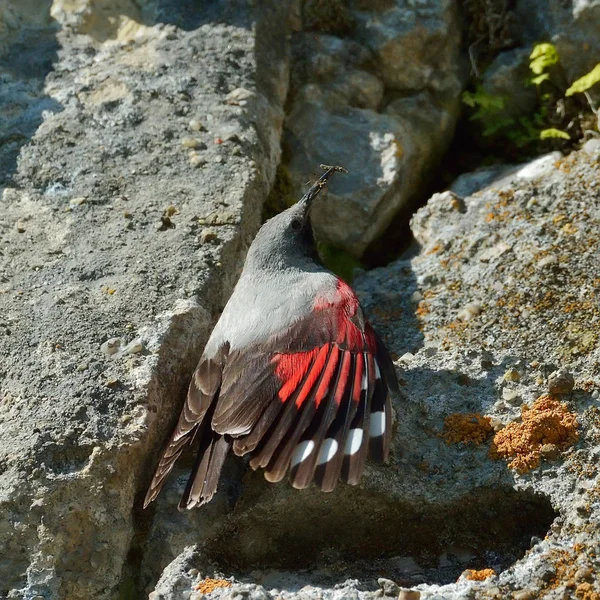 Murkryparen Tichodroma Muraria Naturliga Livsmiljöer — Stockfoto