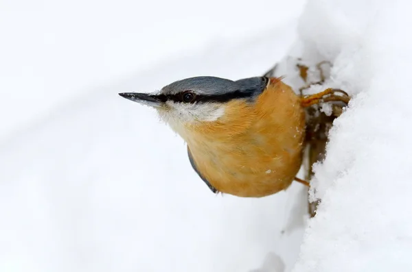 Sıvacı Kuşu Sitta Europaea Doğal Ortamlarında — Stok fotoğraf