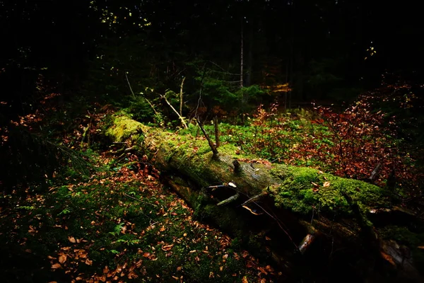 Autumn Landscape Forest Foggy Morning — Stock Photo, Image