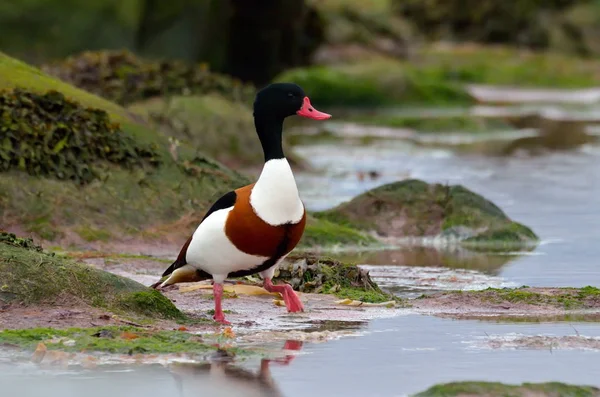 Wild Goose Lake Tadorna Tadorna — Stock Photo, Image