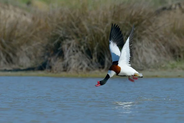 Wild Goose Flying Lake Tadorna Tadorna — Stock Photo, Image