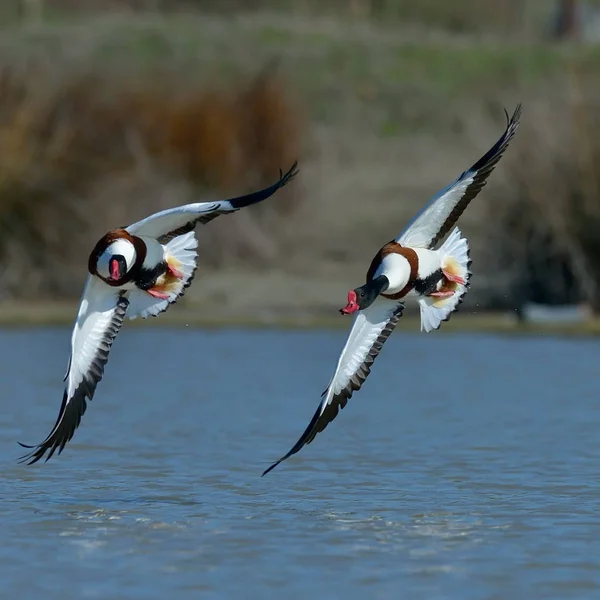 Wild Gooses Flying Lake Tadorna Tadorna — Stock Photo, Image