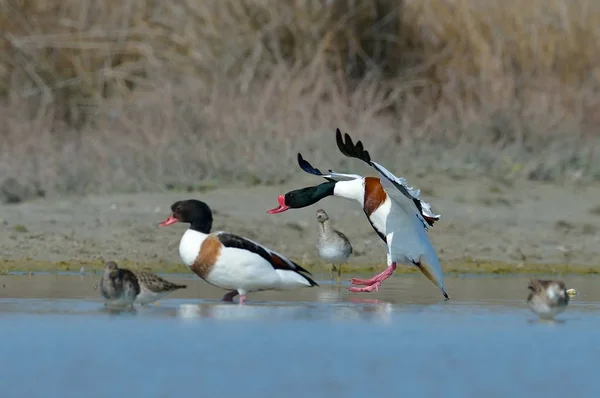 Cygnes Sauvages Survolant Lac Tadorna Tadorna — Photo