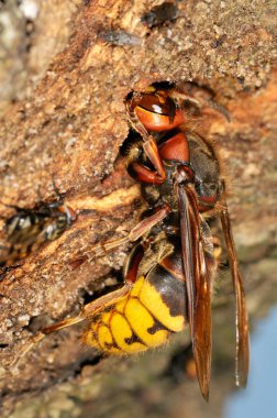 yaban arısı açık (vespa cabro)