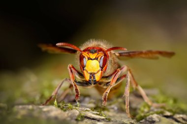 yaban arısı açık (vespa cabro)