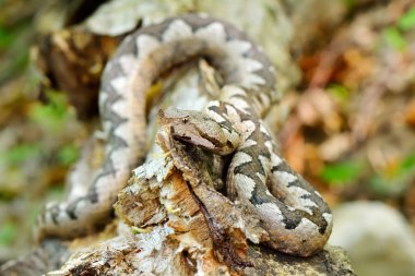 boynuzlu engerek doğal ortamlarında (vipera ammodytes montandoni)