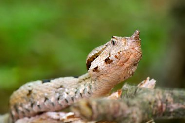 boynuzlu engerek doğal ortamlarında (vipera ammodytes montandoni)