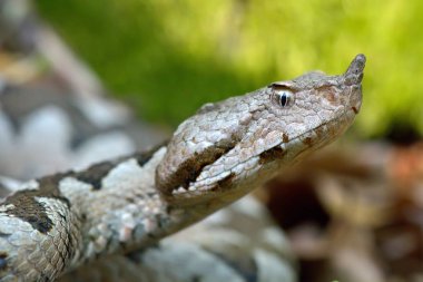 boynuzlu engerek doğal ortamlarında (vipera ammodytes montandoni)