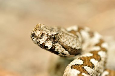 Boynuzlu engerek (vipera ammodytes)