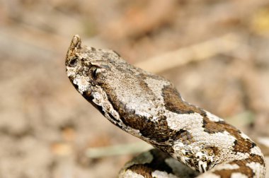 Boynuzlu engerek (vipera ammodytes)