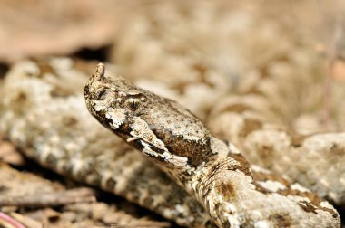 Boynuzlu engerek (vipera ammodytes)