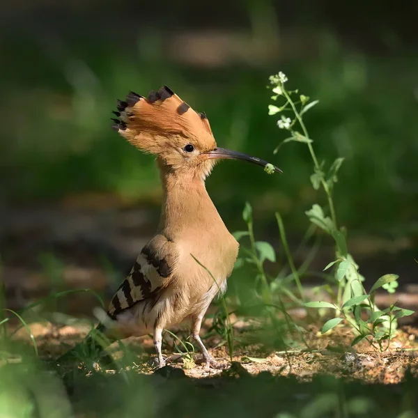 Dudek Chocholatý Pták Přirozeném Prostředí Upupa Epops — Stock fotografie