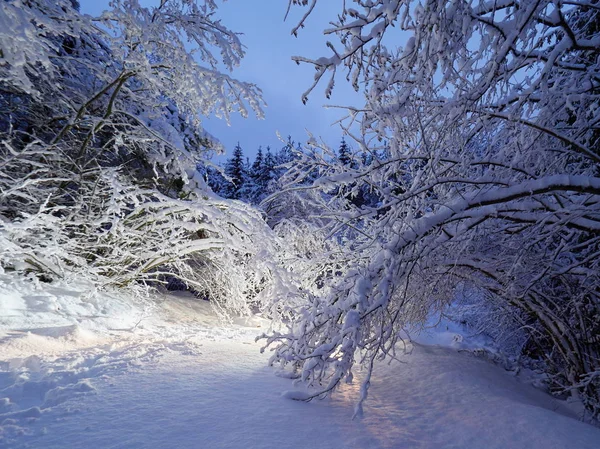 Schöne Winterlandschaft Bei Nacht — Stockfoto