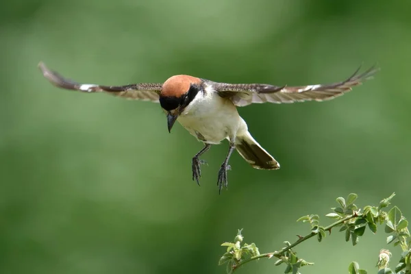 Woodchat Shrike Lanius Senator Natural Habitat Perching Branch — Stock Photo, Image