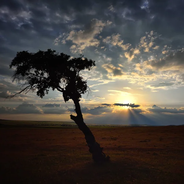 Şafak Sahasının Yalnız Ağaç — Stok fotoğraf