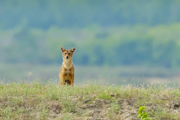 Coyote Canis Latrans Dobrogea Romania — Stock Photo, Image