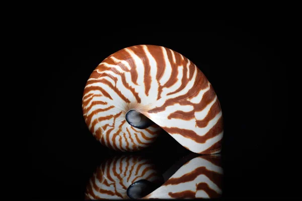 Nautilus Shell Isolated Black Background — Stock Photo, Image