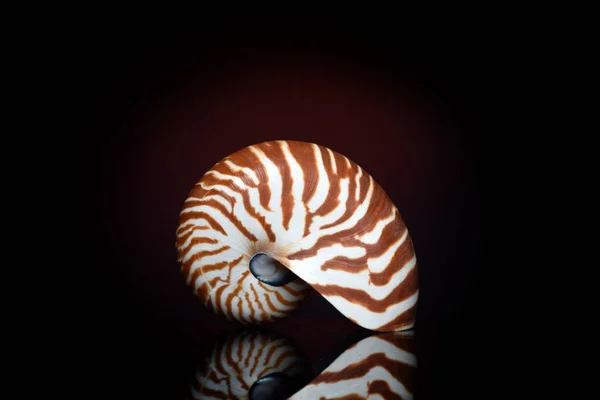 Shell Nautilus Estúdio — Fotografia de Stock