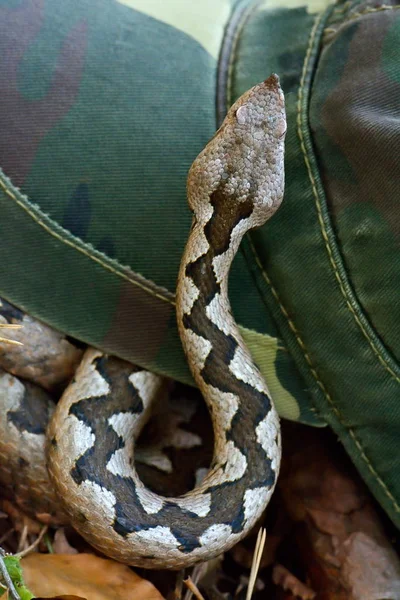 Szarvas Vipera Vipera Ammodytes Montandoni Természetes Élőhely — Stock Fotó