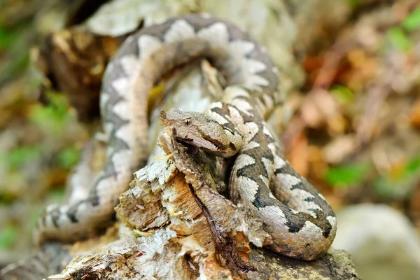 Szarvas Vipera Vipera Ammodytes Montandoni Természetes Élőhely — Stock Fotó