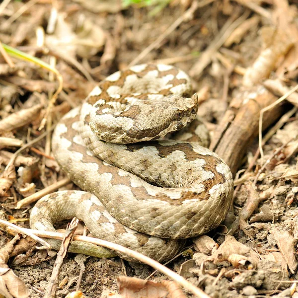 Szarvas Vipera Vipera Ammodytes — Stock Fotó