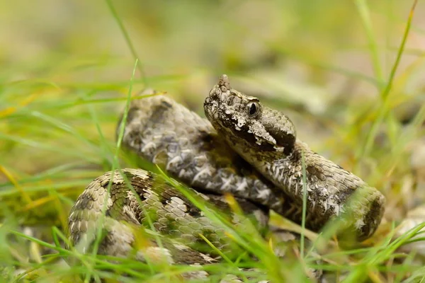 Víbora Con Cuernos Hábitat Natural Vipera Ammodytes Montandoni — Foto de Stock