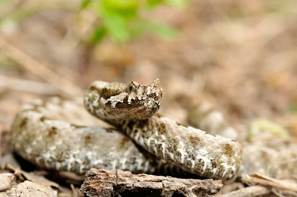 Kreuzotter Vipera Ammodytes — Stockfoto