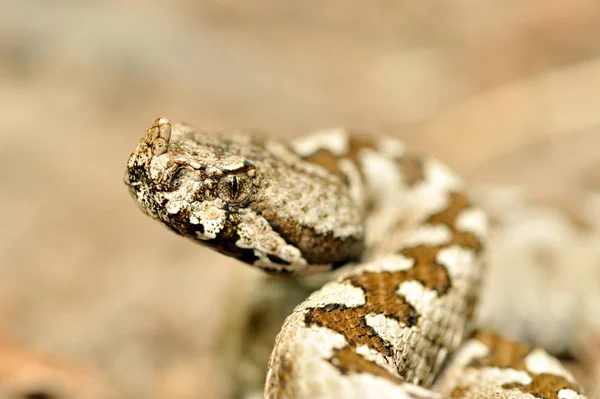 角状毒蛇 Vipera イカナゴ — ストック写真