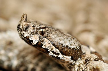 Boynuzlu engerek (vipera ammodytes)