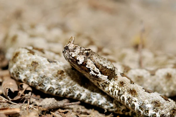 Κέρατα Οχιά Vipera Ammodytes — Φωτογραφία Αρχείου