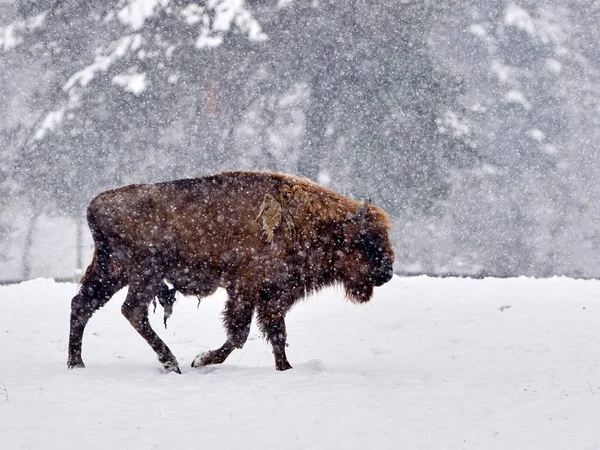 European Bison Bison Bonasus Natural Habitat Winter Royalty Free Stock Photos