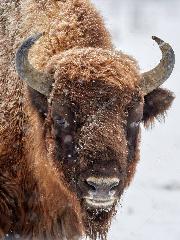 European bison (Bison bonasus) in natural habitat in winter - close-up portrait