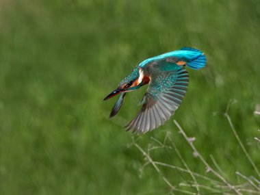 doğal yaşam alanı arası Kingfisher (alcedo şuna)