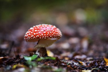 Ormanın içinde kırmızı mantar
