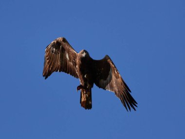 Golden Eagle (Aquila chrysaetos) flying clipart