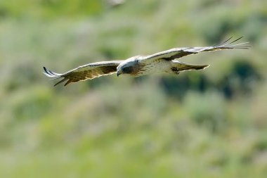 önyüklenen kartal (aquila pennata uçuş)