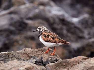 Doğal yaşam alanı içinde kırmızı Turnstone (Arenaria interpres)