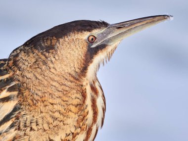 Bayağı balaban (botaurus stellaris Kışın açık)