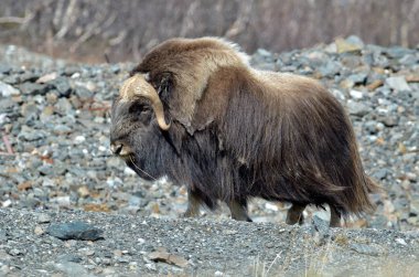 musk ox - Ovibos Moschatus - in natural habitat clipart