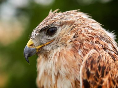 kaya (buteo rufinus dinlenme uçurtma)