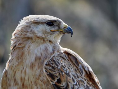 kaya (buteo rufinus dinlenme uçurtma)