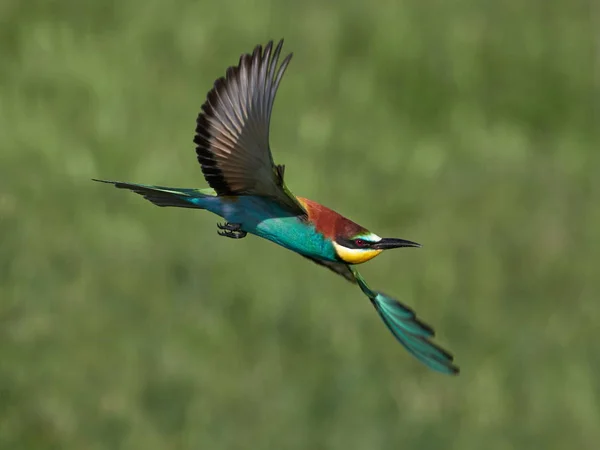 Doğal Yaşam Alanı Olarak Avrupa Arı Kuşugiller Arı Kuşu Apiaster — Stok fotoğraf