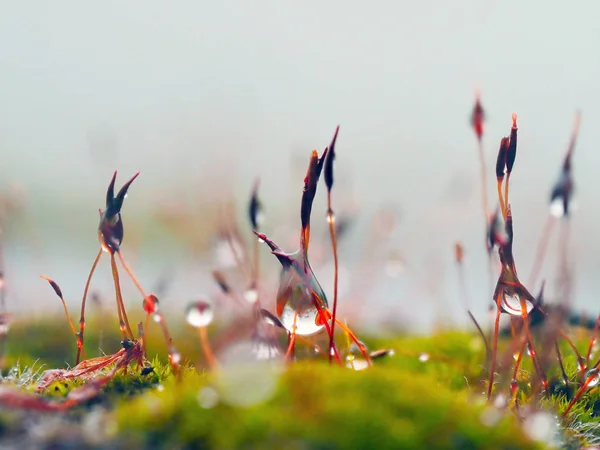 Mokre Zielony Mech Torfowiec Nasiona Moss Krople Wody Deszczu — Zdjęcie stockowe