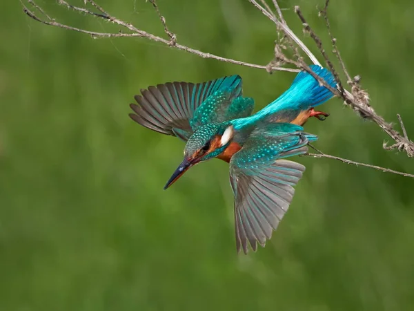 Kingfisher Alcedo Atthis Habitat Natural — Fotografia de Stock