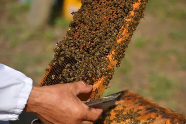 Arbeitsbienen Auf Holzrahmen — Stockfoto