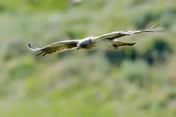 Booted Eagle Flight Aquila Pennata — стоковое фото
